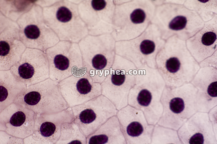 Cellules de l'épiderme de Triton x200 - gryphea.org